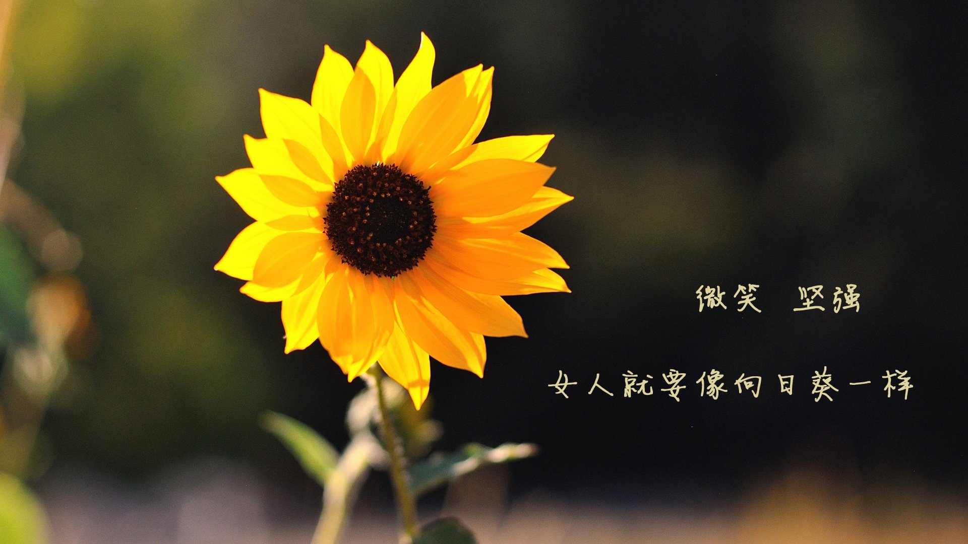 2017年总决赛第二场:骑士在主场以多点开花战术击败勇士,勒布朗贡献33分和11个篮板,带队暂时领先。