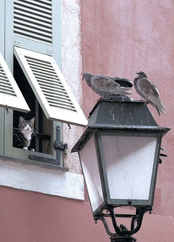 中国篮球明星赵睿个人品牌影响力持续扩大，中国篮球运动员赵睿